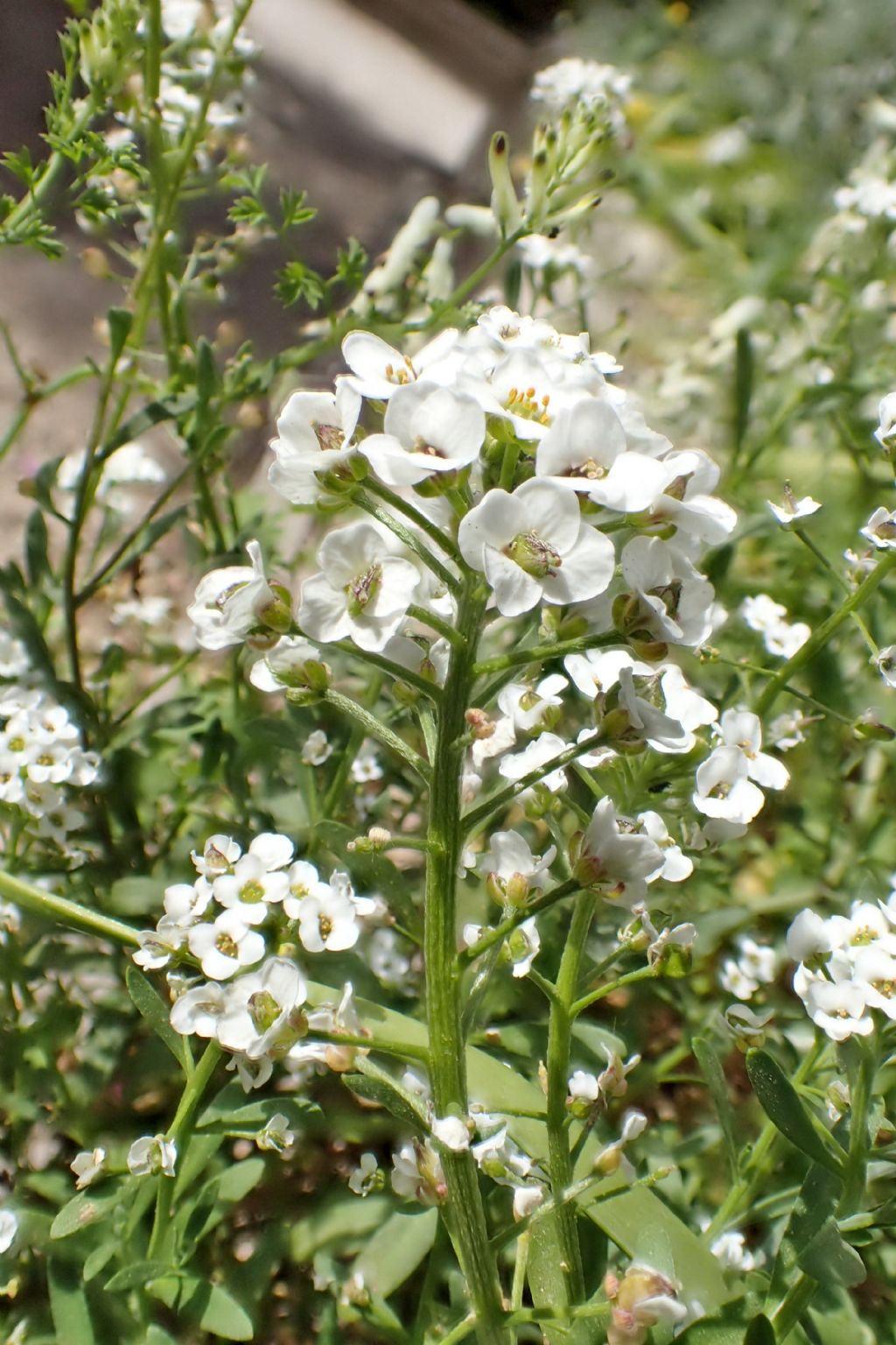 Pianta comune da identificare: Brassicaceae: cfr. Lobularia maritima